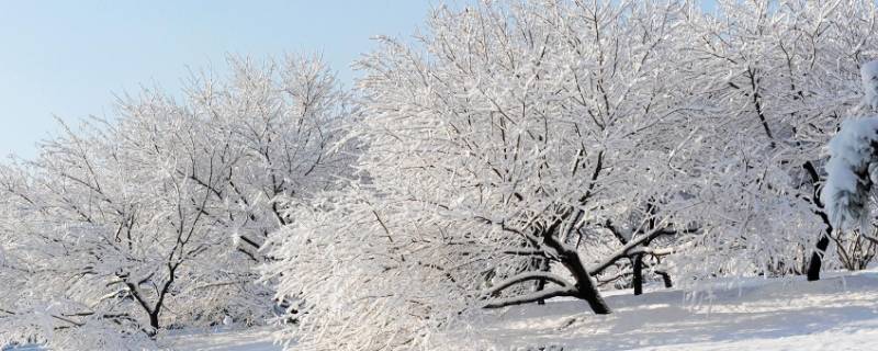 大雪节气是农历哪天