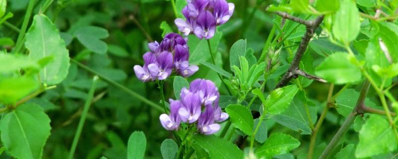 紫花苜蓿与苜蓿草区别 生活百科