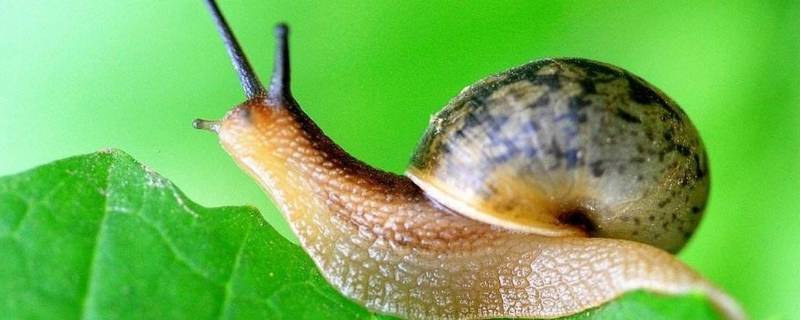 蜗牛一般在什么地方可以找到 生活百科