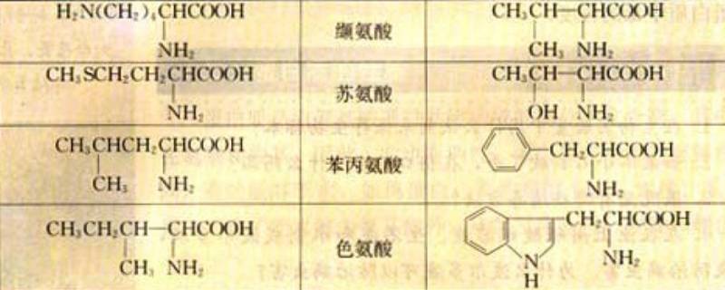 非必需氨基酸有几种